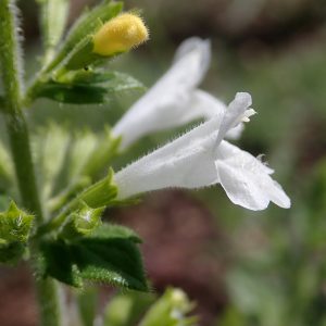 Nepeta × faassenii 'Snowflake'