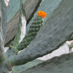 Opuntia 'Titania'
