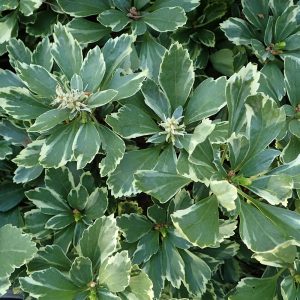 Pachysandra terminalis 'Variegata' is possibly the ultimate shade loving ground covering plant. Soft mounds of handsomely marked leaves form luxurious carpets of spreading evergreen foliage.
