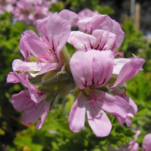 Pelargonium 'Attar of Roses'