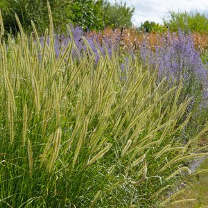 Pennisetum macrourum