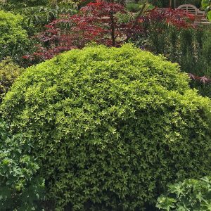 Pittosporum tenuifolium 'County Park'