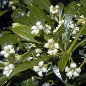 Pittosporum heterophyllum