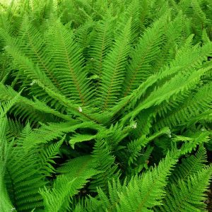 Polystichum setiferum (Divisilobum Group) 'Herrenhausen'