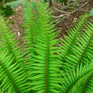Polystichum munitum