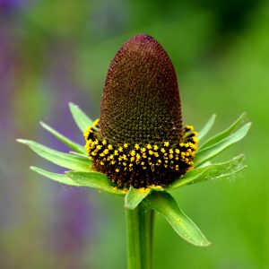 Rudbeckia occidentalis 'Green Wizard'
