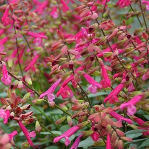 Salvia 'Wendy's Wish'