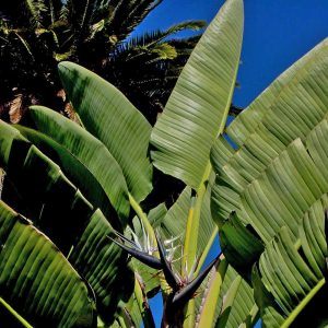 Strelitzia nicolai