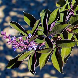 Vitex trifolia 'Purpurea'