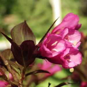 Weigela florida Minor Black