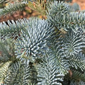 Abies procera 'Bizarro'