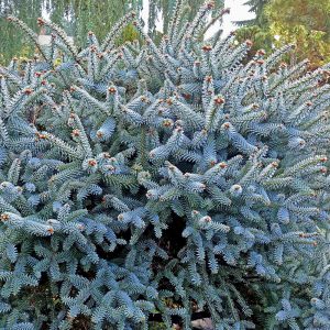 Abies pinsapo 'Horstmann'