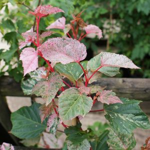 Acer × conspicuum 'Red Flamingo'