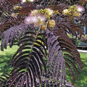Albizia julibrissin Chocolate Fountain