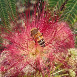 Albizia julibrissin Ombrella
