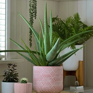 Aloe vera
