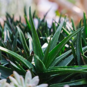 The succulent leaves of the 'Black Aloe', x Alworthia 'Black Gem' turn brownish black in the summer.