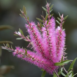 Callistemon 'Taree Pink'