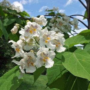 Catalpa speciosa