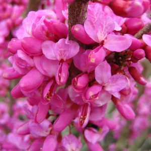 Cercis chinensis 'Avondale'