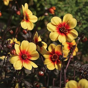 Dahlia 'Moonfire'