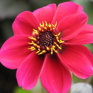 Dahlia 'Roxy'