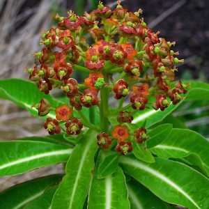 Euphorbia mellifera