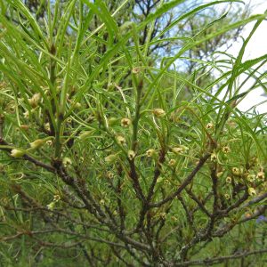 Frangula alnus 'Aspleniifolia'