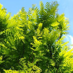 Gleditsia triacanthos 'Elegantissima'