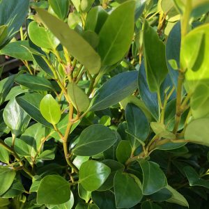 Griselinia littoralis Green Horizon