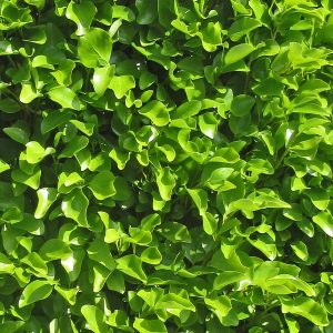 Griselinia littoralis