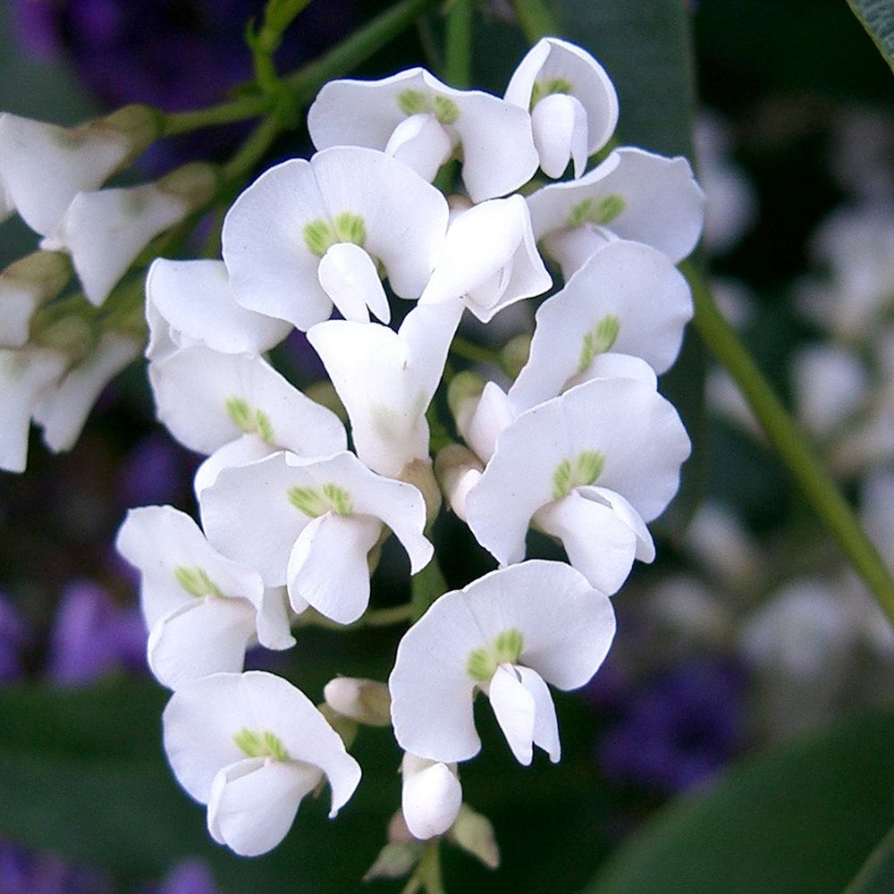 The elegant pure white flowers of Hardenbergia violacea 'Alba', borne on twining evergreen climbing stems.