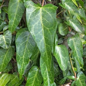 The elegant, elongated kidney shaped, handsomely veined leaves of the 'Iranian Ivy' Hedera pastuchovii 'Ann Ala', self clinging on a palm trunk.