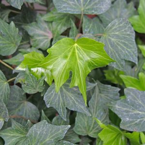 The elegantly lobed and handsomely veined leaves of Hedera helix 'Green Ripple'.