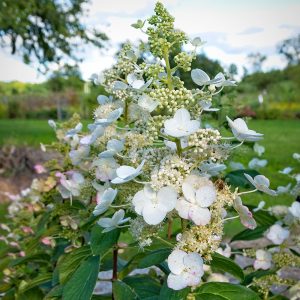 The impressively large conical flower spike of Hydrangea paniculata 'Tardiva', a large, robust, floriferous and vigorous variety.