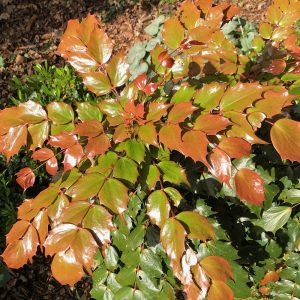The brilliantly glossy, bronzy red flush of new leaves of Mahonia nitens 'Cabaret' is as striking as many plants floral display.