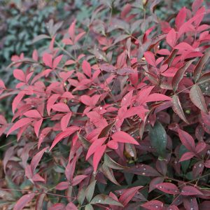 The dusky red/purple flush of new foliage of this new Heavenly Bamboo variety, Nandina domestica 'Flirt', brings exceptional evergreen colour to the lower levels of planting schemes.