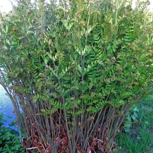 Osmunda regalis