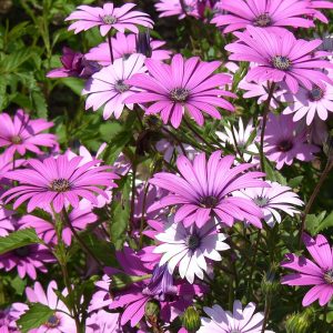 Osteospermum jucundum var. compactum