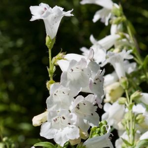 Penstemon 'Pensham Wedding Day' (Pensham Series)
