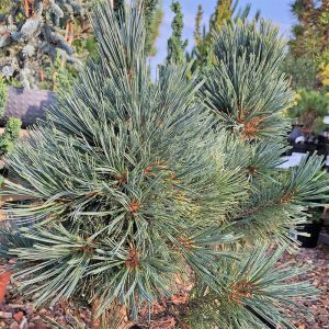 The steely blue foliage of Pinus flexilis 'Cesarini Blue' are borne on a naturally growing dwarf tree, with the potential to form a life-size bonsai specimen.