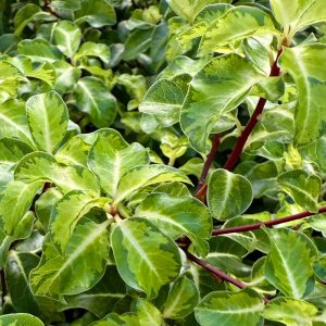 The beautifully marked foliage of Pittosporum tenuifolium 'Abbotsbury Gold', an evergreen shrub from New Zealand.