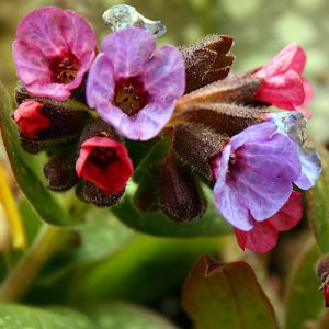 Pulmonaria 'Shrimps on the Barbie'