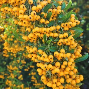The beautiful clear golden yellow berries of Pyracantha 'Soleil D'or' hanging in abundance amongst its evergreen foliage.