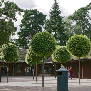 The Perfectly clipped lollipop crowns of Quercus ilex at Sandringham house, demonstrating the amazing adaptibilty of this species, which can be grown as large specimens or trained to any topiary form.