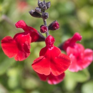 Salvia microphylla 'Makris'