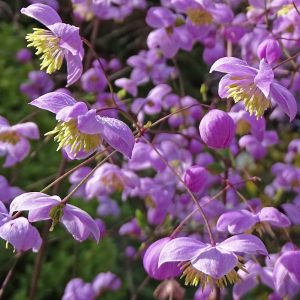 Close-up of feathery meadow rue flower group