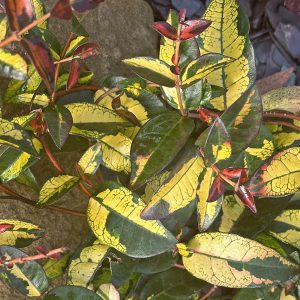 The exotically marked and brilliantly coloured leaves of the Evergreen Asiatic Jasmine, Trachelospermum asiaticum 'Summer Sunset', trailing over rockery.
