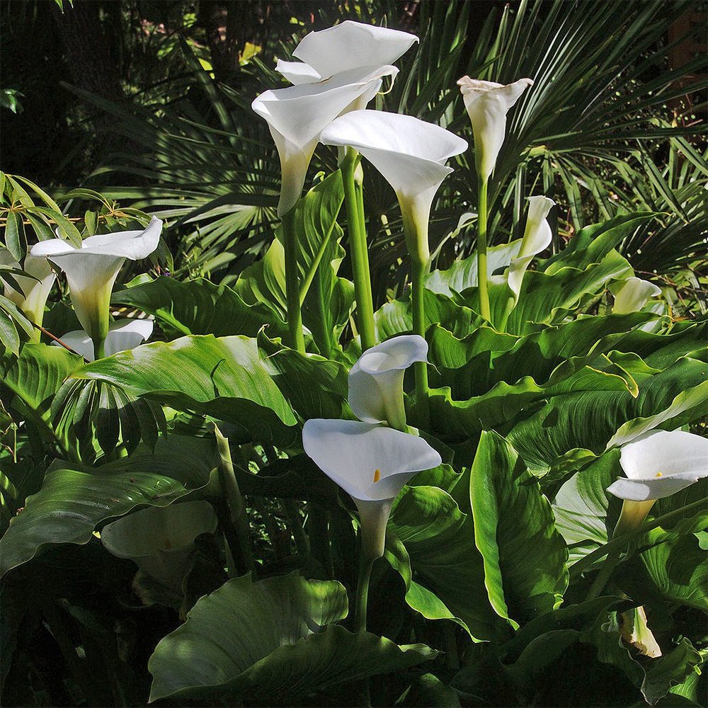 The beautiful pure white spathe shaped flowers and lush foliage of the compact Arum Lily, Zantedeschia aetheopica 'Crowborough'