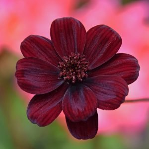 Cosmos atrosanguineus 'Chocamocha'